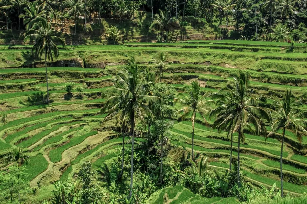 Rice Terrace Bali: A Complete Guide to Every Terrace Worth Visiting